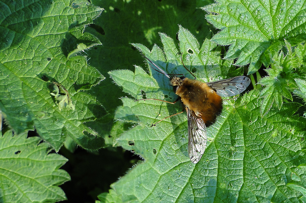 Dotted Bee-fly