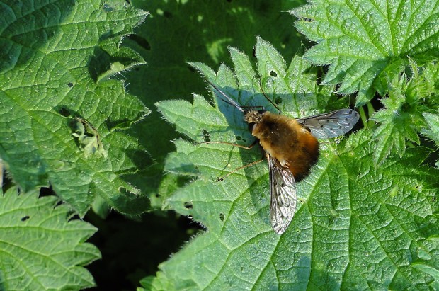 Dotted Bee-fly