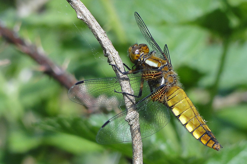 Broad-bodied Chaser Dragonfly