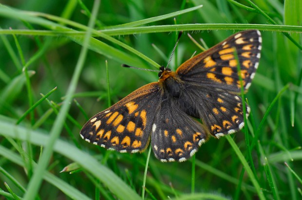 Duke of Burgundy butterfly - Male