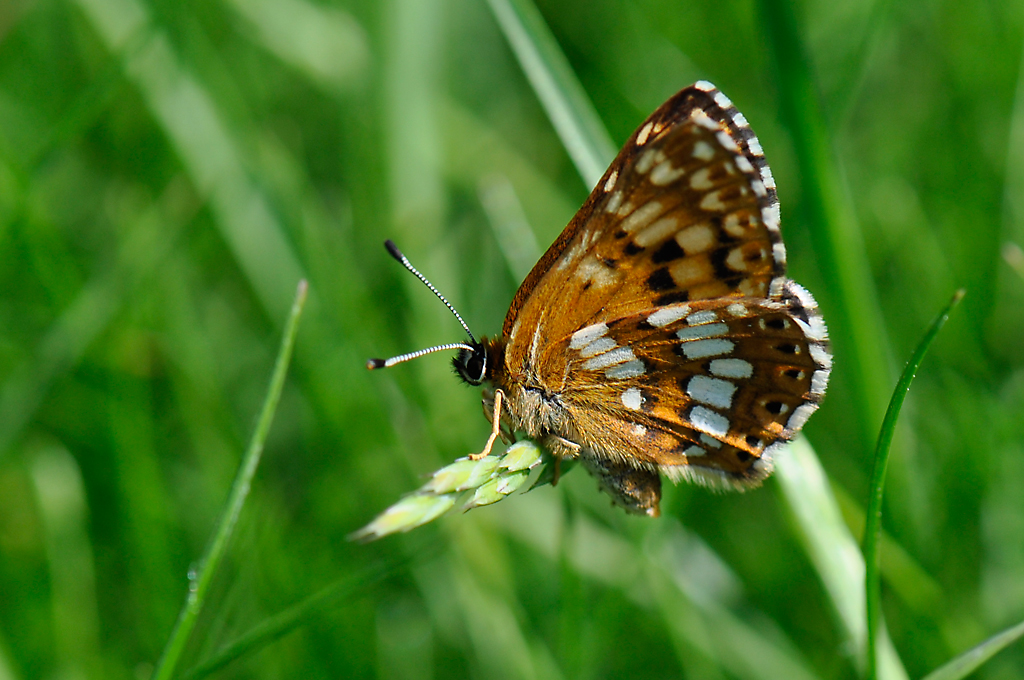 Duke of Burgundy butterfly - Side view
