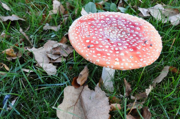 Fly Agaric