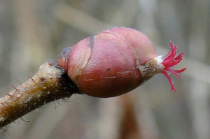 Hazel Catkin - Female