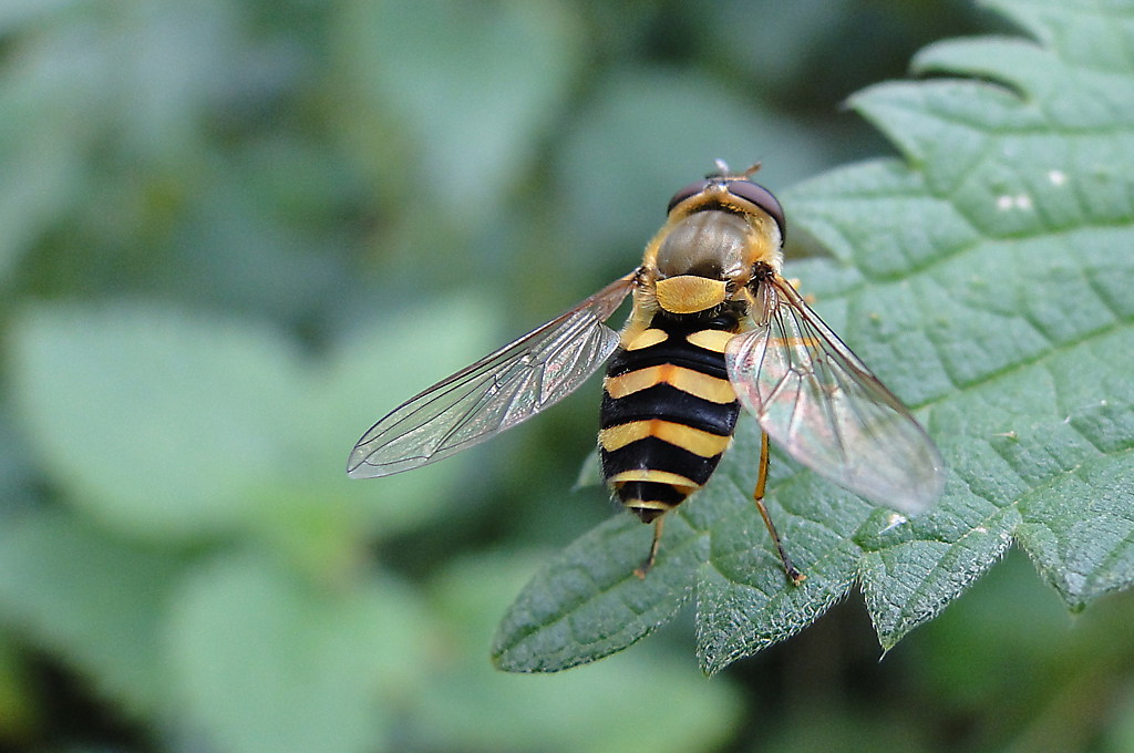 Hover Fly