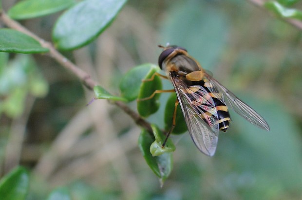 Hover Fly