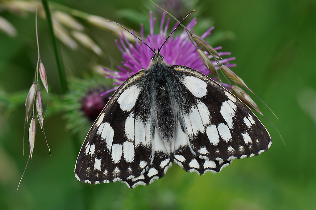 Marble White Butterfly