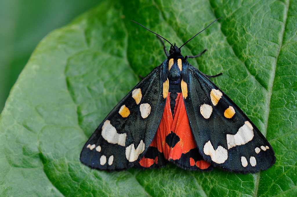 Scarlet Tiger Moth