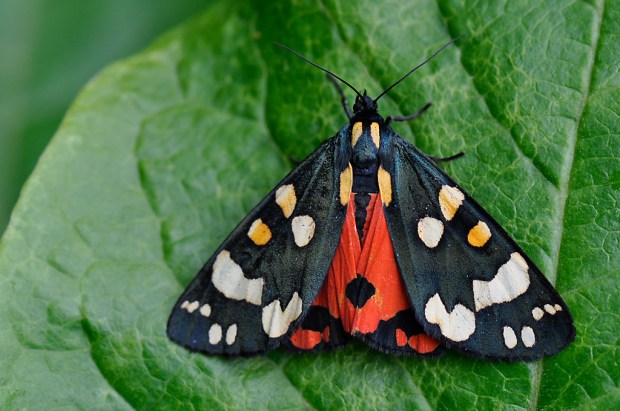 Scarlet Tiger Moth