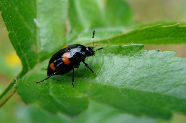 Shining Fungus Beetle