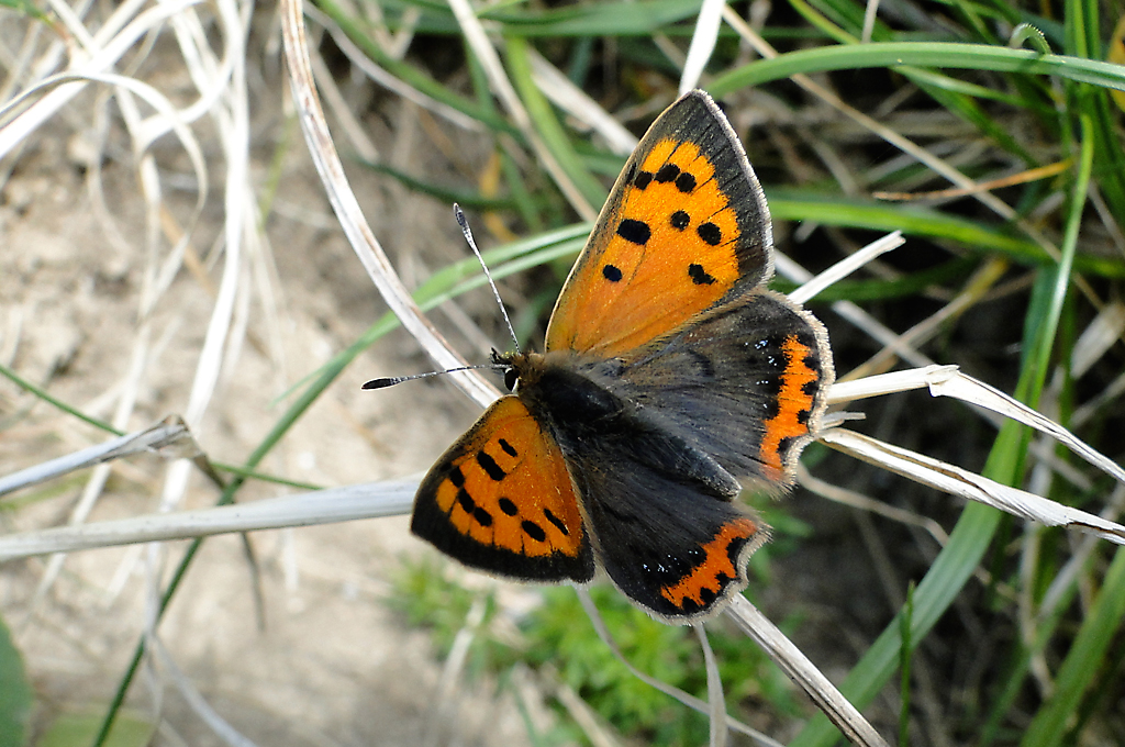 Small Copper Butterfly