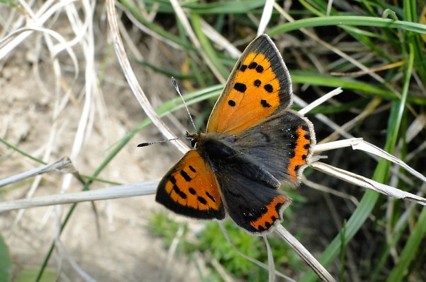 Small Copper Butterfly