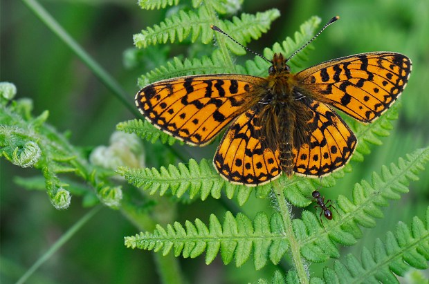 small_pearl_2 Small Pearl-bordered Fritillary