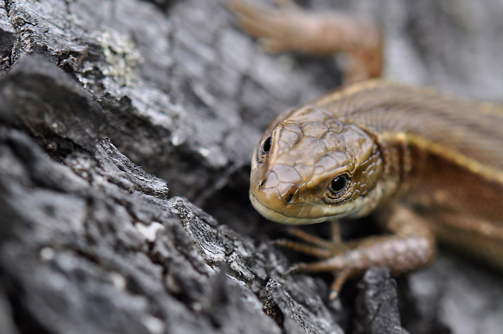 Viviparous Lizard - Female
