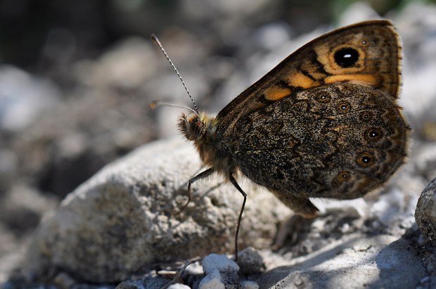 Wall Brown