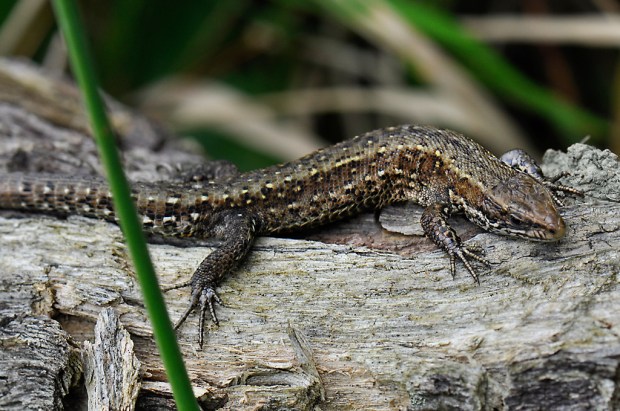Viviparous Lizard (Male)