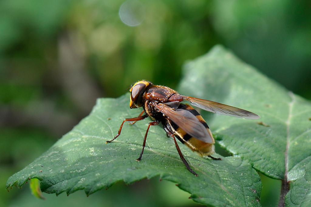 Volucella zonaria