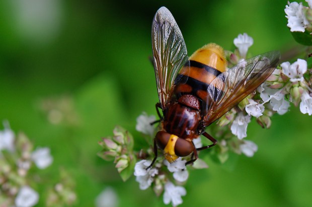 Volucella zonaria
