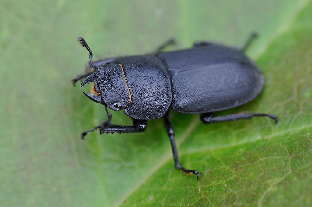 Dorcus parallelipipedus – Male