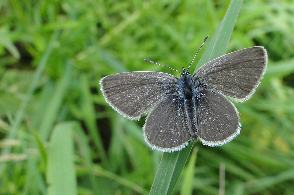 Cupido minimus – Male