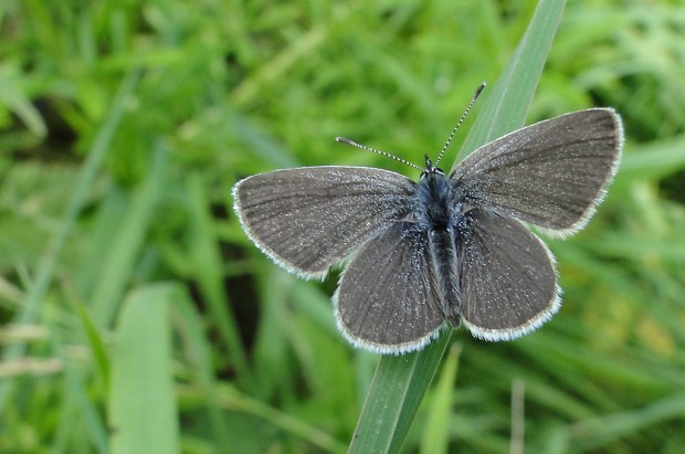 Cupido minimus – Male