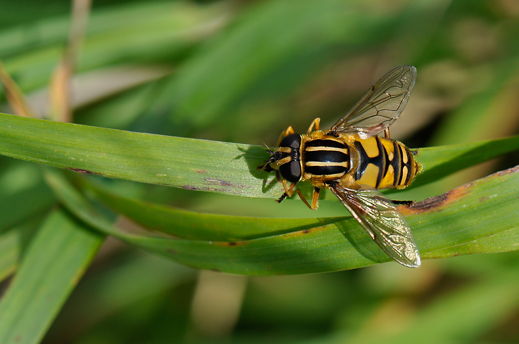 Hover-fly Helophilus pendulus