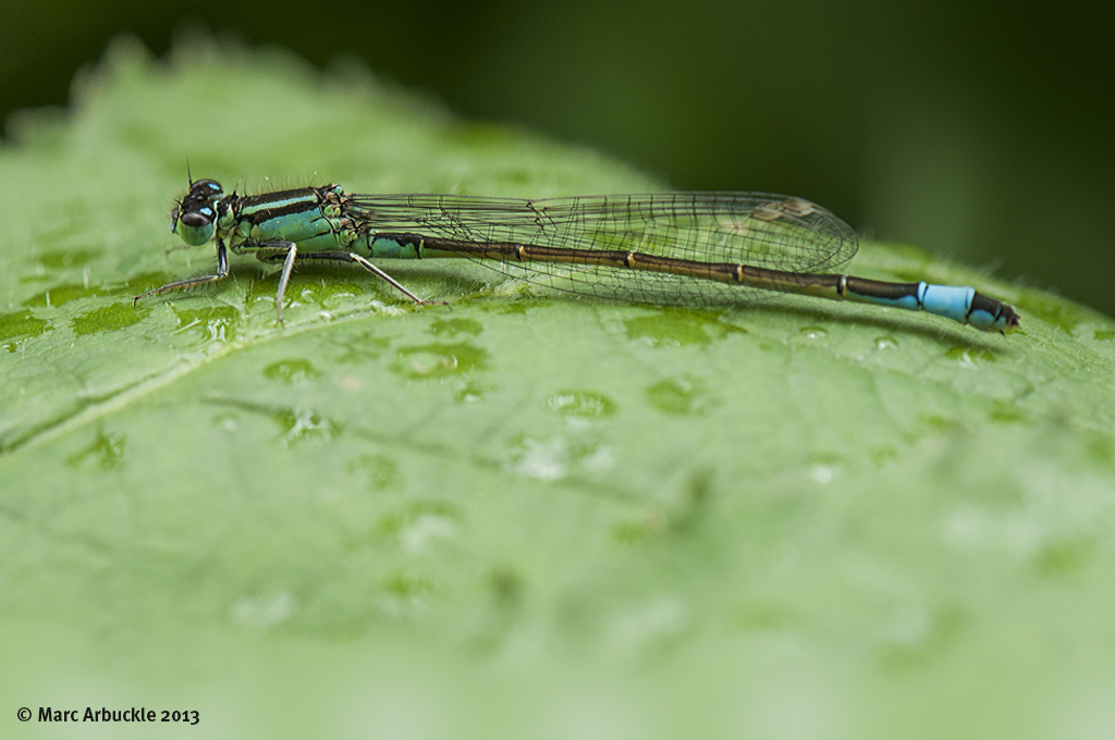 Blue-tailed Damselfly – Ischnura elegans