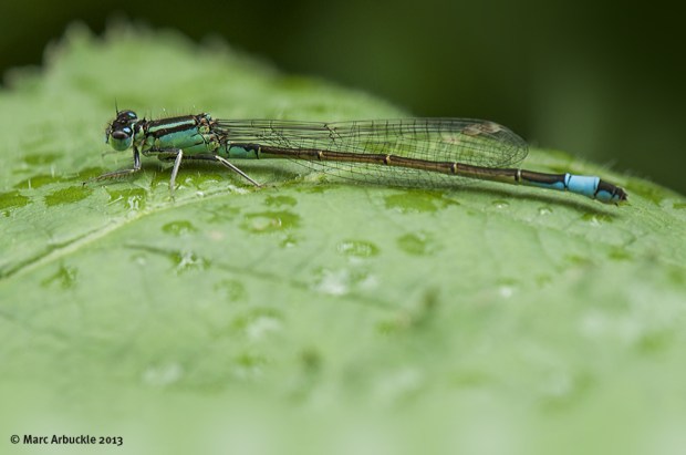 Blue-tailed Damselfly – Ischnura elegans