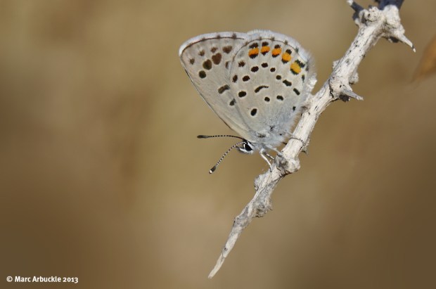 Eastern Baton Blue butterfly – Pseudophilotes vicrama