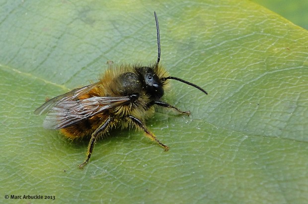 Red Mason Bee – Osmia bicornis (Male)