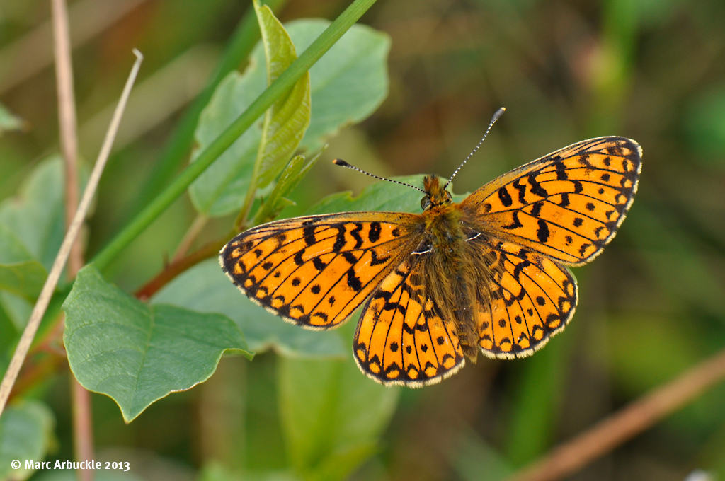 Small Pearl-bordered Fritillary – Bolaria selene