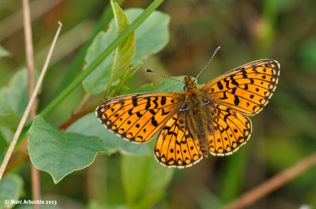 Small Pearl-bordered Fritillary – Bolaria selene