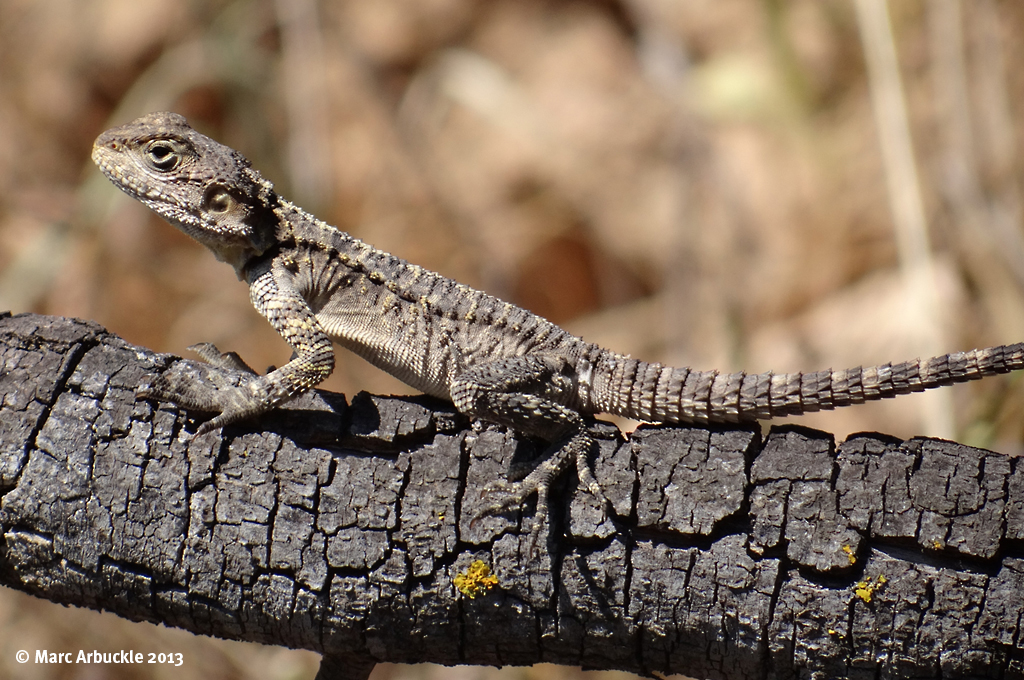 Starred Agama – Laudakia stellio