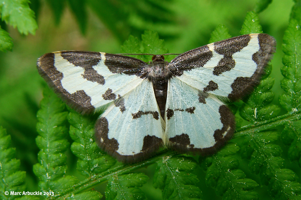Clouded Border Moth – Lomaspilis marginata