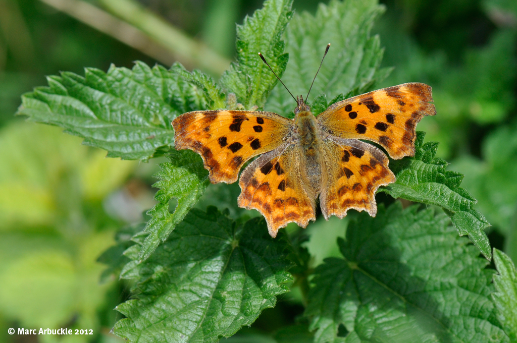 Comma Butterfly – Polygonia c-album (Female)