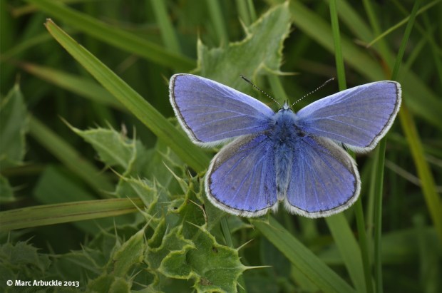 Common Blue – Polyommatus icarus (Male)