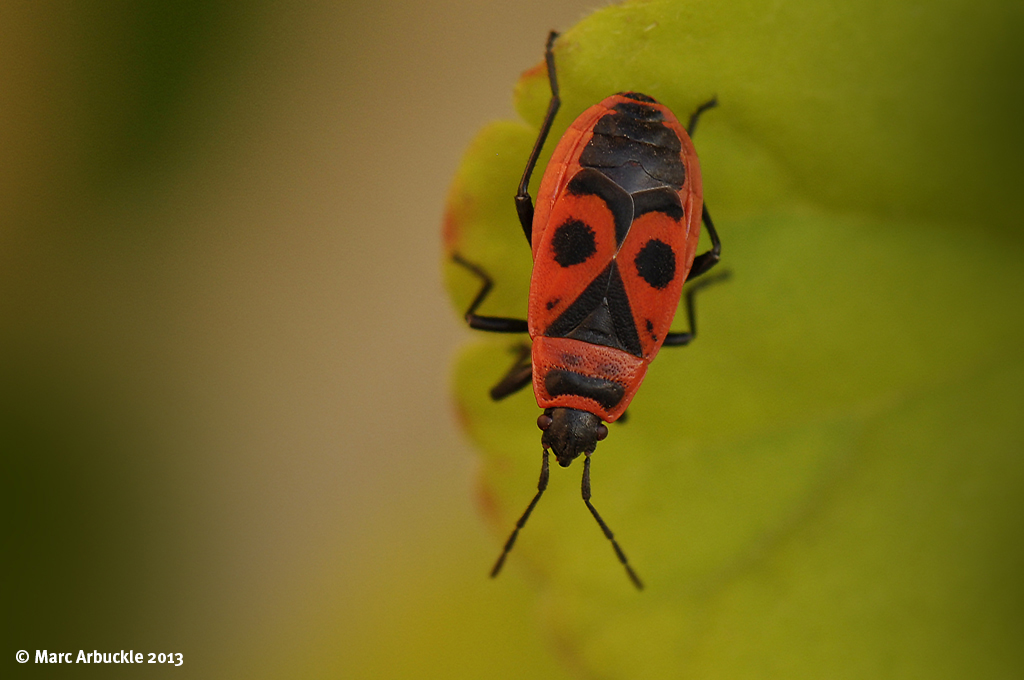Fire Bug – Pyrrhocoris apterus