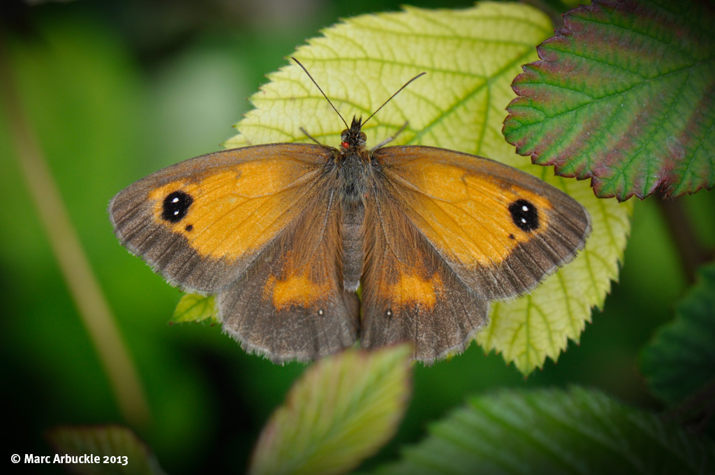 Gatekeeper Butterfly – Pyronia tithonus