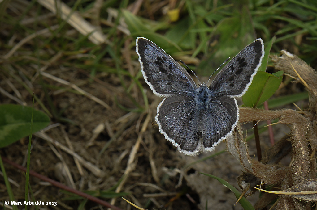 Large Blue Butterfly – Maculinea arion (Female)