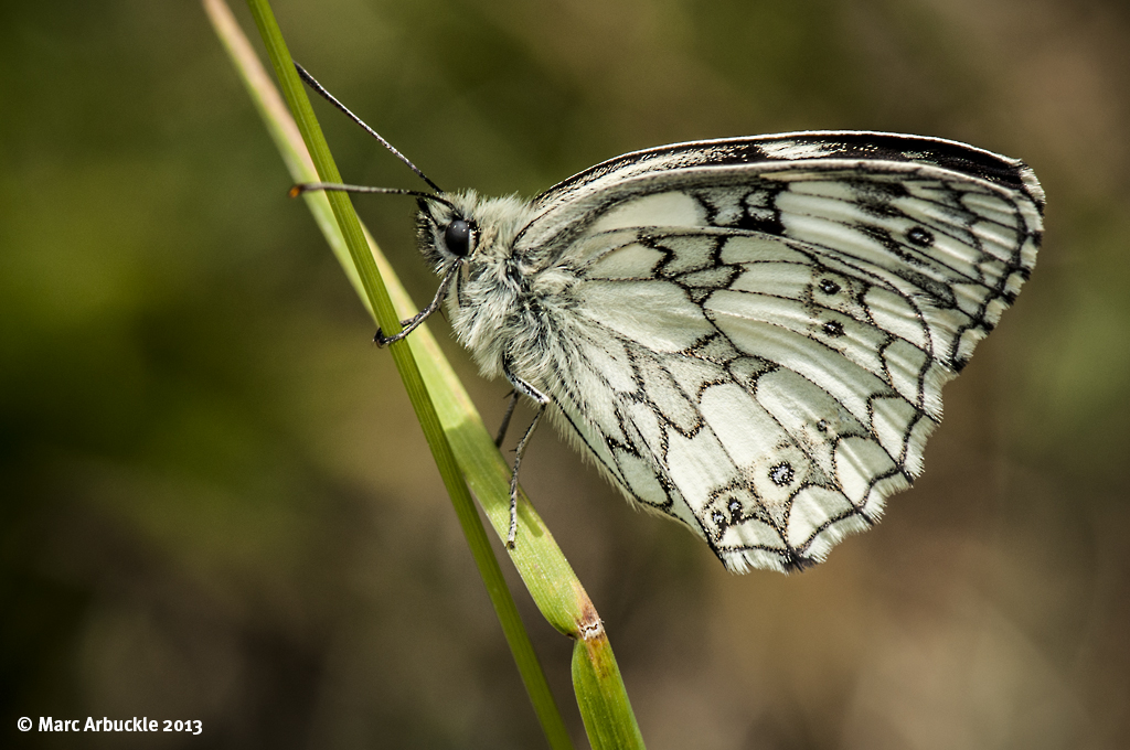 Marbled White Butterfly – Melanargia galathea (Male)