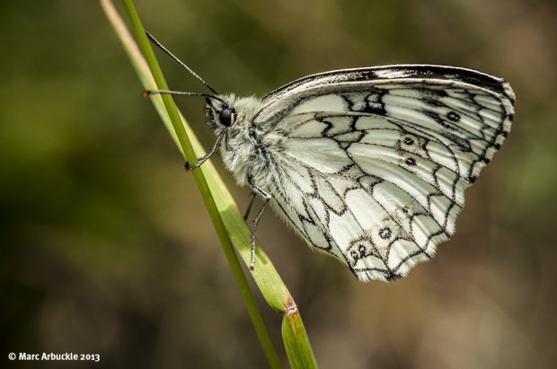 Marbled White Butterfly – Melanargia galathea (Male)