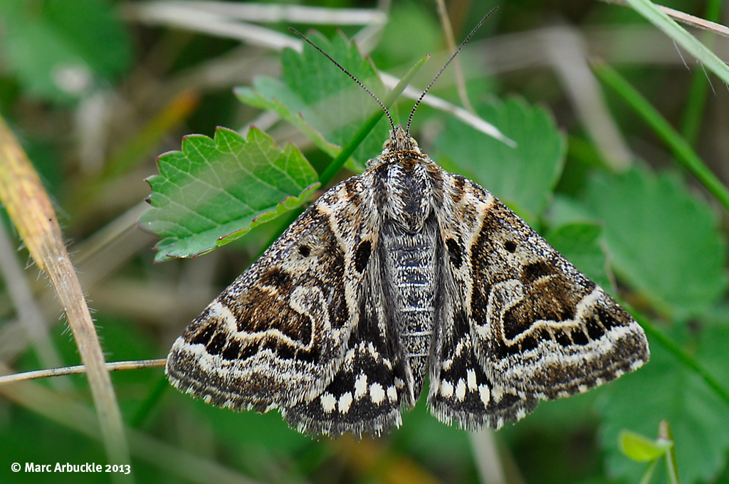 Mother Shipton Moth – Callistege mi