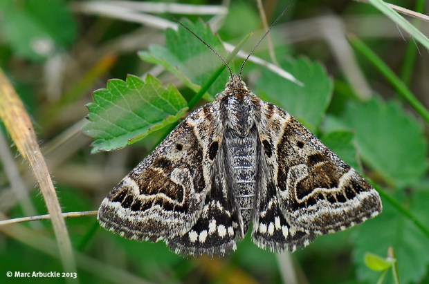 Mother Shipton Moth – Callistege mi