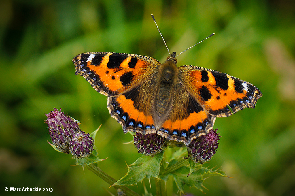 Small Tortoiseshell – Aglais urticae