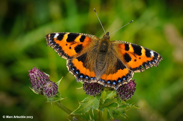 Small Tortoiseshell – Aglais urticae
