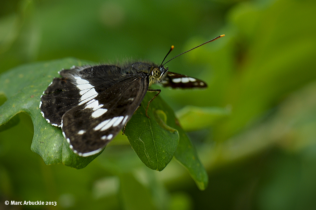 White Admiral – Limenitis camilla (Male)