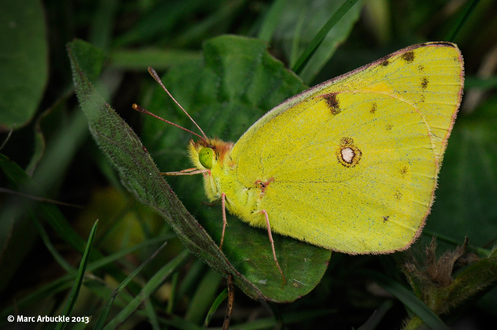 Clouded Yellow – Colias croceus (Male)