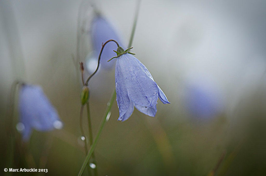 Harebell – Campanula rotundifolia