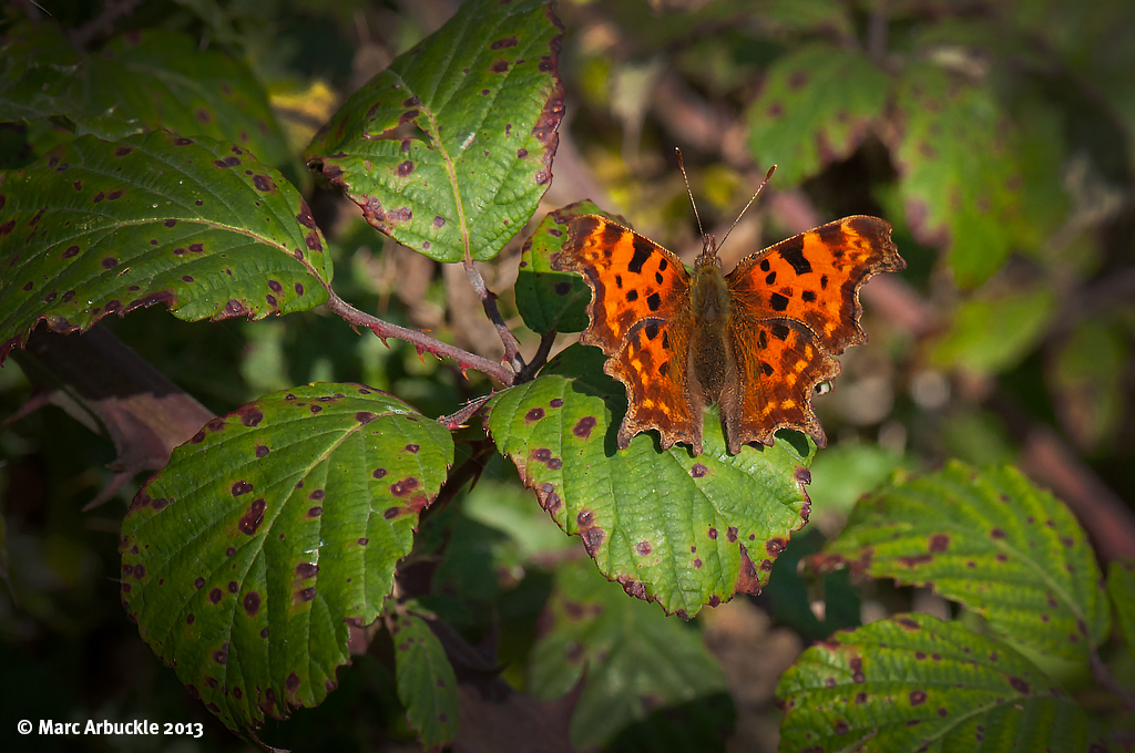 Comma Butterfly – Polygonia c-album (Female)