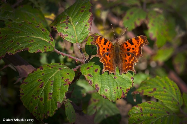 Comma Butterfly – Polygonia c-album (Female)