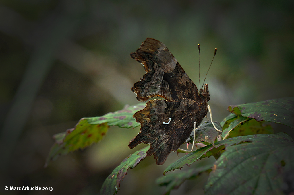 Comma butterfly with wings closed – Polygonia c-album (Female